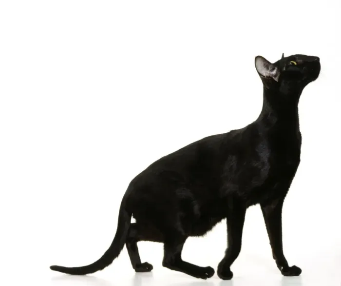 Framed Print : Oriental Black Cat JD 14542 © John Daniels / ARDEA LONDON Framed Print : Oriental Black Cat JD 14542 © John Daniels / ARDEA LONDON