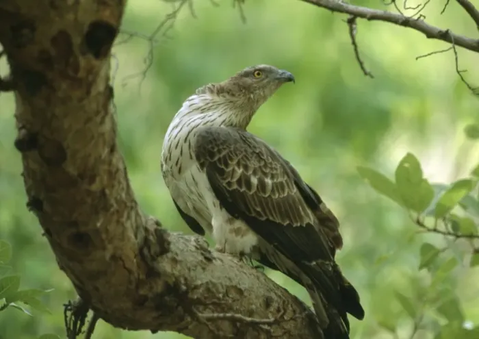 Framed Print : Oriental Honey Buzzard - Perched on branch. India Framed Print : Oriental Honey Buzzard - Perched on branch. India