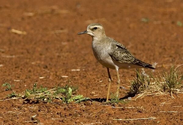 Oriental Plover - A migrant from Mongolia and Russia which prefers drier inland areas where the grass is short. At Mt Barnett airstrip, Gibb River Road, Kimberley, Western Australia
