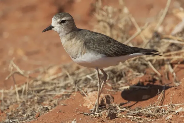 Framed Print : Oriental Plover Near Aputula Aboriginal Community, Finke, Northern Territory, Australia Framed Print : Oriental Plover Near Aputula Aboriginal Community, Finke, Northern Territory, Australia