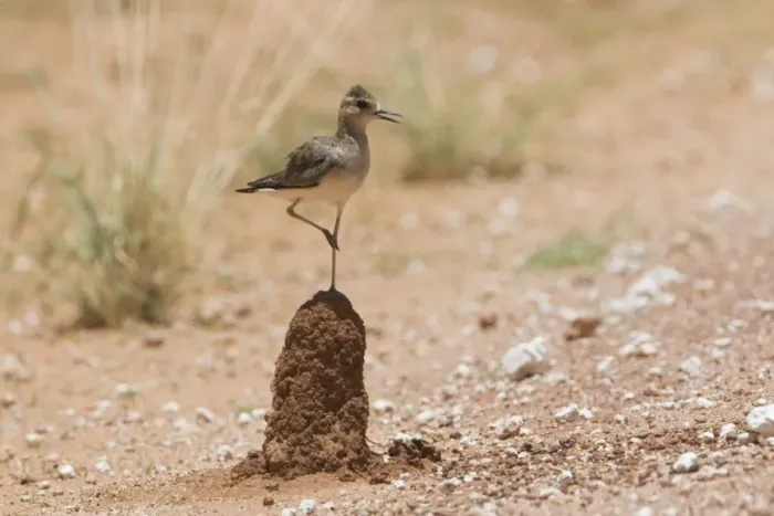 Framed Print : Oriental Plover - standing on termite mound This bird along the Gary Junction Highway 45 km east of Kiwirrkurra Aboriginal Community in Western Australia not far from the Northern Territory border Framed Print : Oriental Plover - standing on termite mound This bird along the Gary Junction Highway 45 km east of Kiwirrkurra Aboriginal Community in Western Australia not far from the Northern Territory border