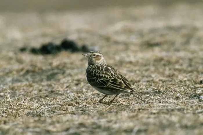 Framed Print : Oriental Skylark - camouflagued against ground - Heimake Qinghai China Framed Print : Oriental Skylark - camouflagued against ground - Heimake Qinghai China