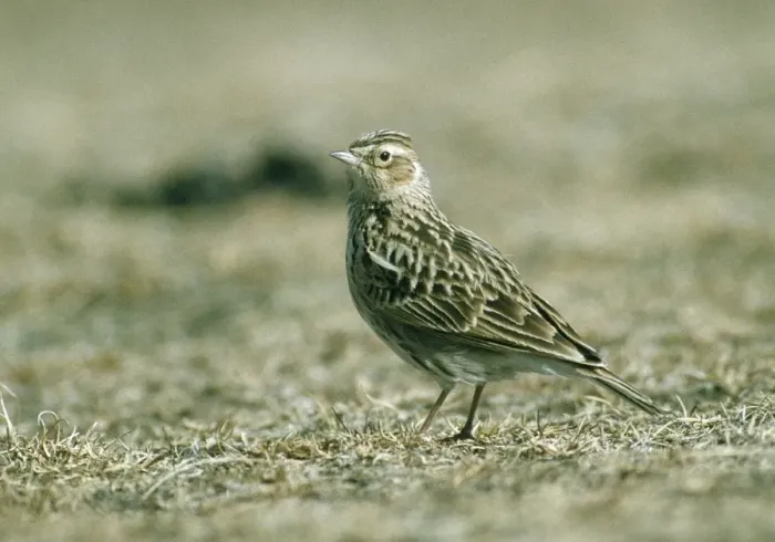 Framed Print : Oriental Skylark Heimahe, Qinghai, China. April Framed Print : Oriental Skylark Heimahe, Qinghai, China. April