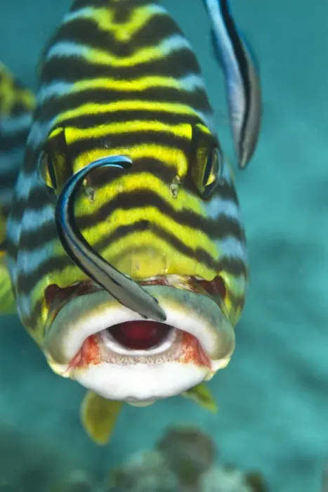Framed Print : Oriental Sweetlips - being cleaned by two Cleaner Wrasse Fish (Labroides dimidiatus) - Maldives