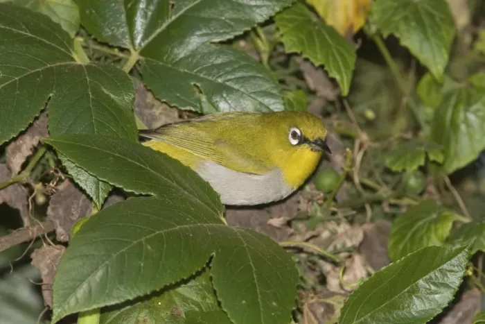 Framed Print : Oriental White-eye - Ootacamund, Nilgiri Hills, Tamil Nadu, India Framed Print : Oriental White-eye - Ootacamund, Nilgiri Hills, Tamil Nadu, India