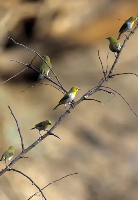 Framed Print : Oriental White-eye - Panna National Park - India Framed Print : Oriental White-eye - Panna National Park - India