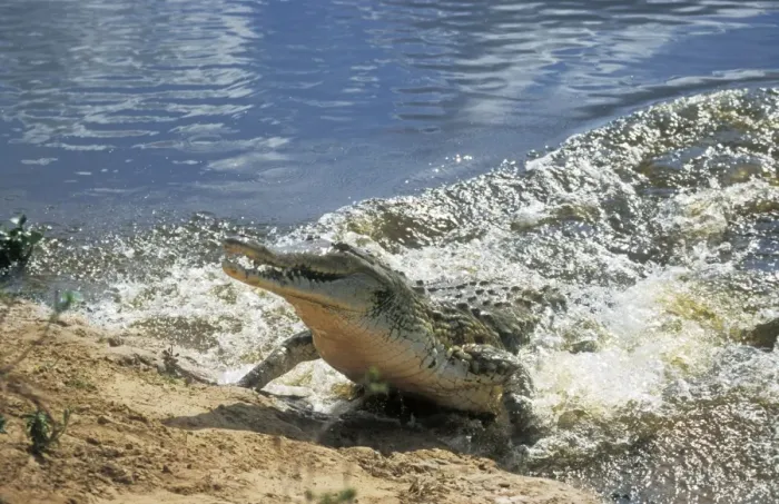 Framed Print : Orinoco Crocodile Framed Print : Orinoco Crocodile