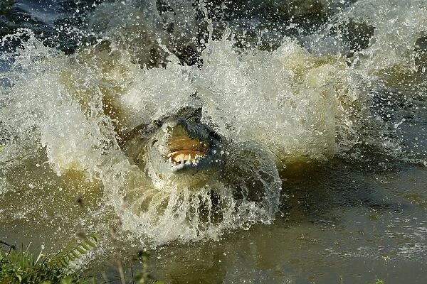 Orinoco Crocodile - Female jumping out of the water to protect nest situated on riverbank