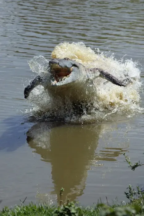 Framed Print : Orinoco Crocodile - female lunging out of water to protect nest in bank Hato El Frio, Venezuela Framed Print : Orinoco Crocodile - female lunging out of water to protect nest in bank Hato El Frio, Venezuela