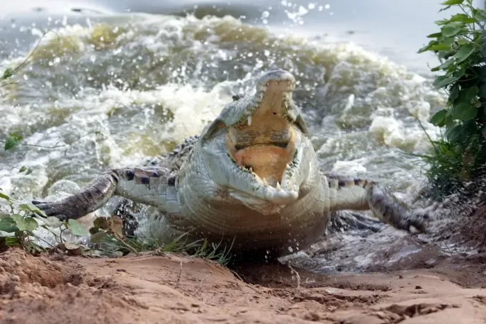 Framed Print : Orinoco Crocodile - female lunging out of water to protect nest in bank Hato El Frio, Venezuela Framed Print : Orinoco Crocodile - female lunging out of water to protect nest in bank Hato El Frio, Venezuela