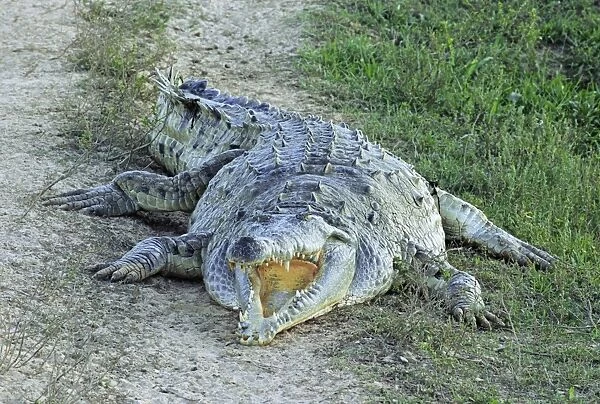 Orinoco Crocodile - with mouth open - Venezuela