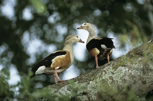 Orinoco Goose - Orinoco Basin - South America
