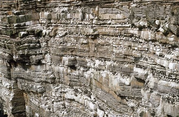 Orkney - bird cliffs