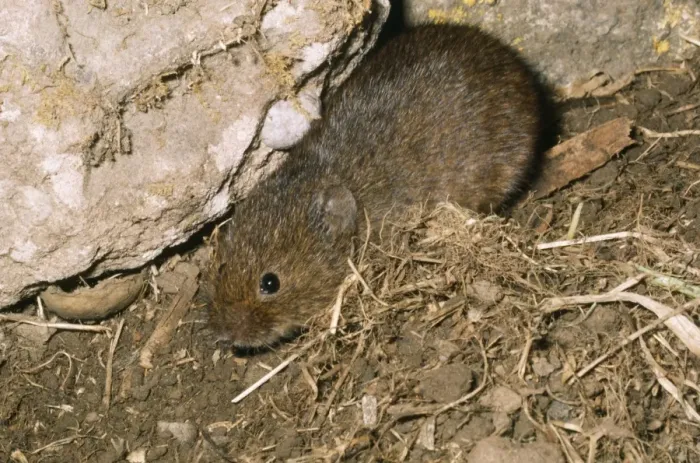 Framed Print : Orkney Vole Framed Print : Orkney Vole