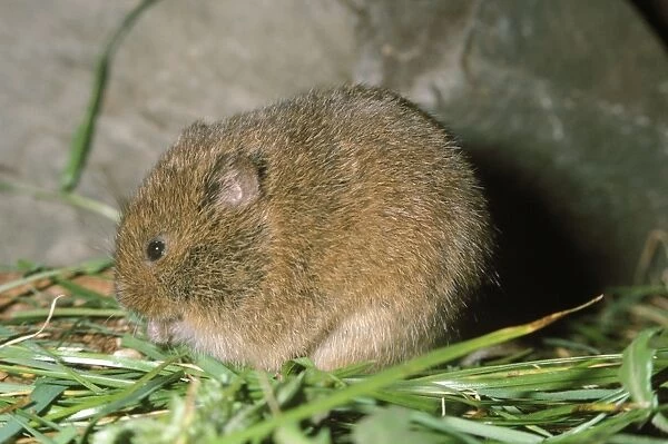 Orkney Vole