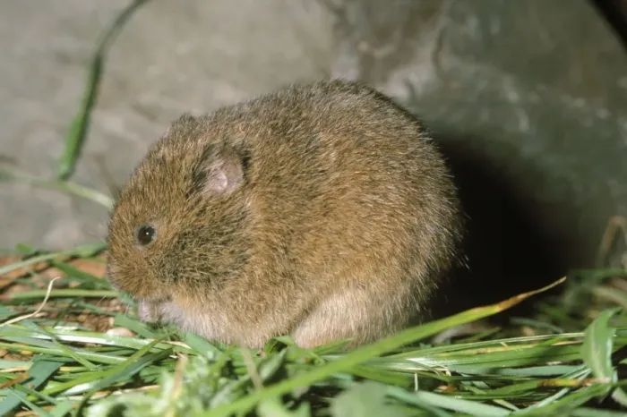 Framed Print : Orkney Vole Framed Print : Orkney Vole