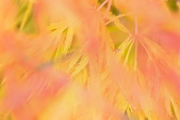 Ornamental maple - yellow and red coloured ornamental maple leaves in autumn - Baden-Wuerttenberg, Germany