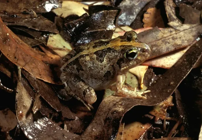 Framed Print : Ornate burrowing frog Framed Print : Ornate burrowing frog