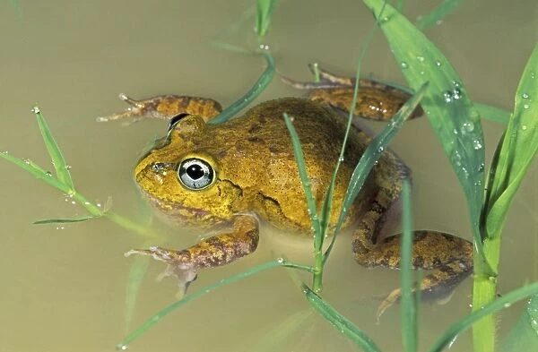 Ornate Burrowing Frog - Mossman - Queensland - Australia