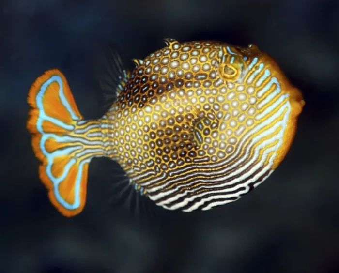 Framed Print : Ornate Cowfish, south Australian coasts Framed Print : Ornate Cowfish, south Australian coasts