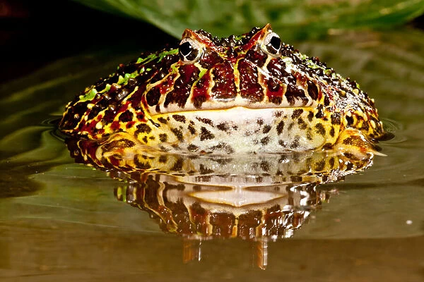 Ornate Horn Frog, Ceratophrys ornata, Native