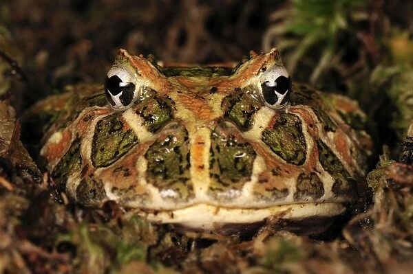 Ornate Horned Frog Argentinean Horned Frog - Argentina