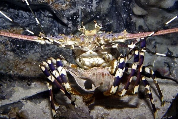 Ornate rock lobster (Panulirus ornatus) Reef Headquarters, Townsville, Queensland, Australia Captive specimen