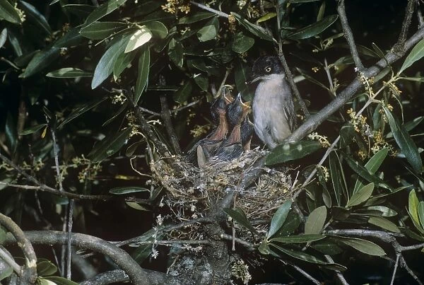 Orphean Warbler - feeding chicks at nest