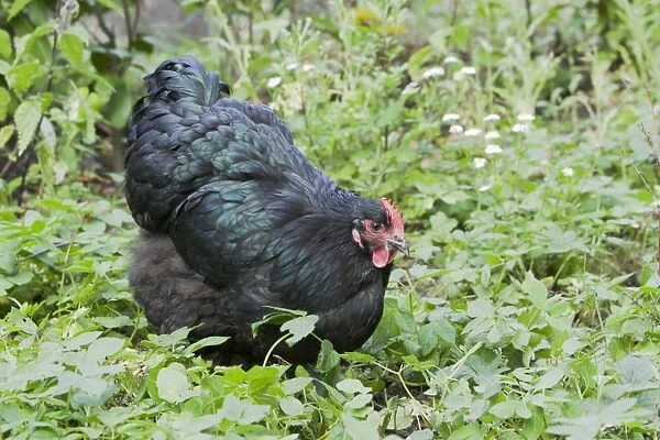 Orpington Black Domestic chicken breed Essex, UK BI021191
