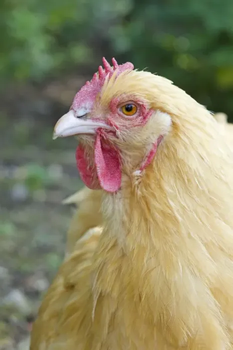 Framed Print : Orpington Buff Domestic chicken breed Essex, UK BI021197