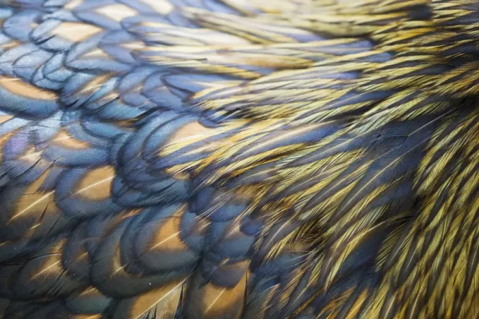Framed Print : Orpington Gold Laced - feather detail Domestic chicken breed Essex, UK BI021202 Framed Print : Orpington Gold Laced - feather detail Domestic chicken breed Essex, UK BI021202