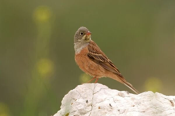 Ortolan Bunting - adult male, May. Southern Turkey