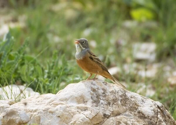 Ortolan Bunting - adult male singing on territory Southern Turkey
