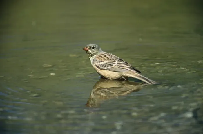 Framed Print : Ortolan Bunting - stood in water Framed Print : Ortolan Bunting - stood in water