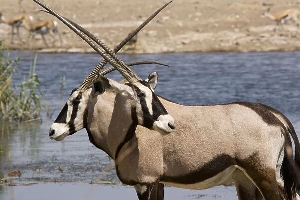 Oryx  /  Gemsbok (Oryx gazella) at water-hole, Etosha, Namibia
