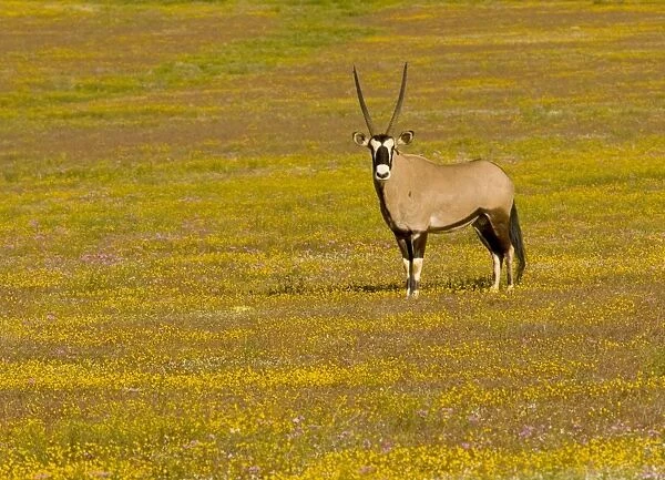 Oryx  /  Gemsbok - amongst spring flowers in the Goegap Reserve, near Springbok, Namaqua Desert, South Africa