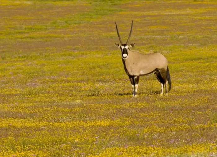 Framed Print : Oryx / Gemsbok - amongst spring flowers in the Goegap Reserve, near Springbok, Namaqua Desert, South Africa Framed Print : Oryx / Gemsbok - amongst spring flowers in the Goegap Reserve, near Springbok, Namaqua Desert, South Africa