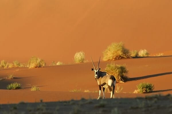 Oryx standing between red dunes in early morning light Namib Desert, Namib Naukluft Park, Namibia, Africa
