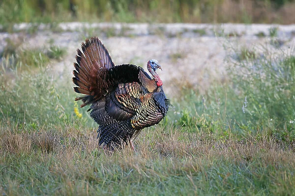 Osceola turkey, near Stick Marsh, Florida Date: 10-03-2021