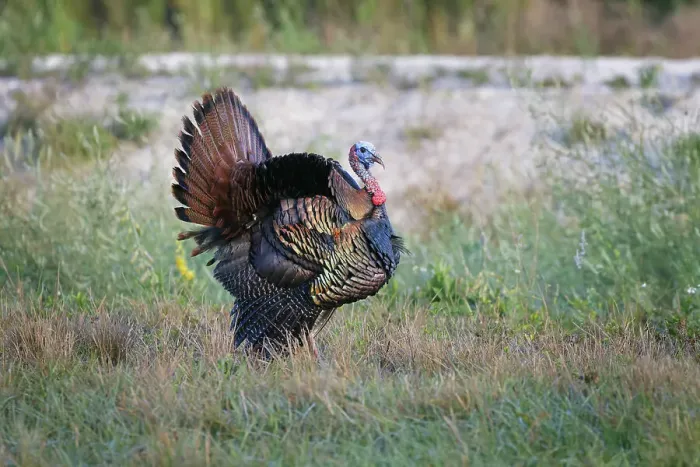Framed Print : Osceola turkey, near Stick Marsh, Florida Date: 10-03-2021