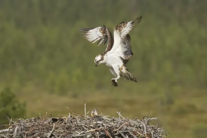 Framed Print : Osprey - Bringing Fish to Nest Pandion haliaetus Finland BI014811 Framed Print : Osprey - Bringing Fish to Nest Pandion haliaetus Finland BI014811