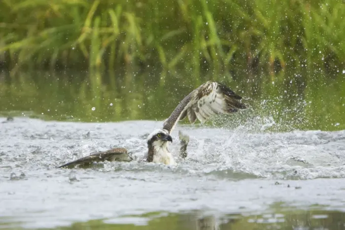 Framed Print : Osprey - Catching Fish Pandion haliaetus Finland BI014758