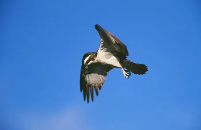 Framed Print : Osprey CK 3816 In flight Pandion haliaetus © Chris Knights / ARDEA LONDON Framed Print : Osprey CK 3816 In flight Pandion haliaetus © Chris Knights / ARDEA LONDON