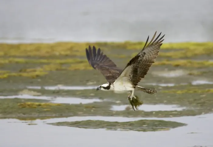 Framed Print : Osprey - with collected nest material Ding Darling NWR, florida, USA BI001312 Framed Print : Osprey - with collected nest material Ding Darling NWR, florida, USA BI001312