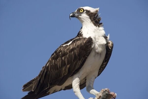 Osprey, eating recently-caught fish on a branch. Male. USA