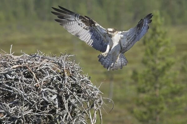 Osprey - Female Coming in to Nest Pandion haliaetus Finland BI014830