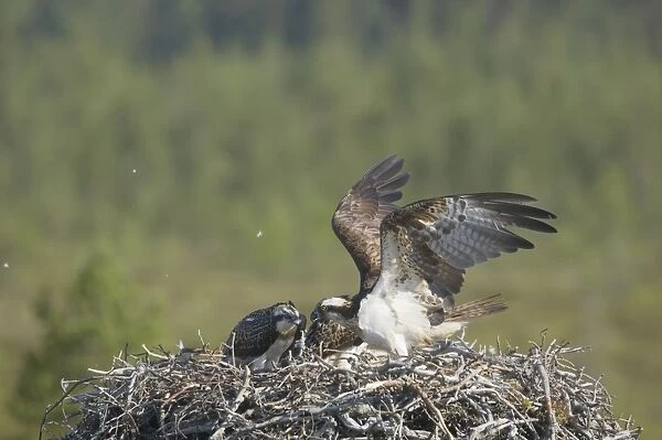 Osprey - Female Coming in to Nest Pandion haliaetus Finland BI014828