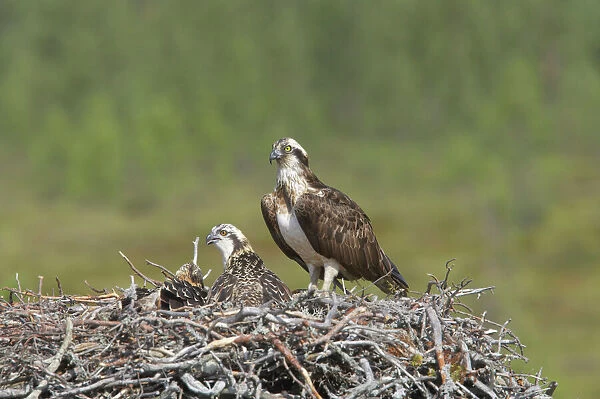 Osprey - Female on Nest with Chicks Pandion haliaetus Finland BI014909