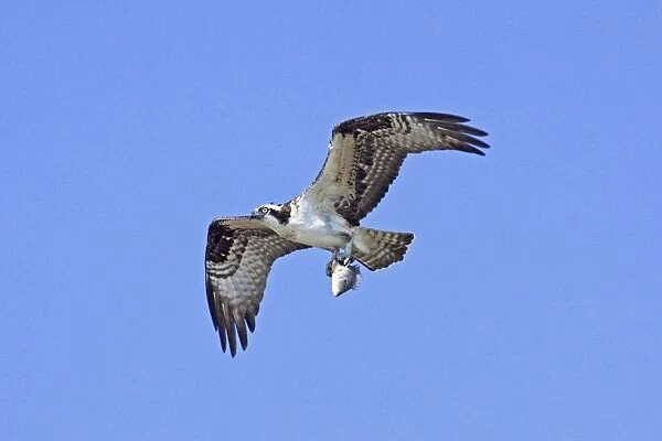 Osprey. In flight with prey, fish. Nayarit, Mexico in March