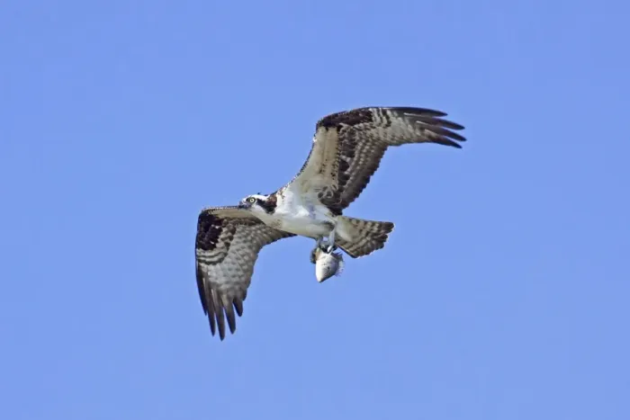 Framed Print : Osprey. In flight with prey, fish. Nayarit, Mexico in March